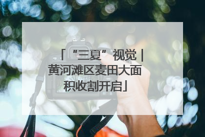 “三夏”视觉｜黄河滩区麦田大面积收割开启
