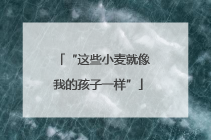 “这些小麦就像我的孩子一样”