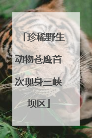 珍稀野生动物苍鹰首次现身三峡坝区