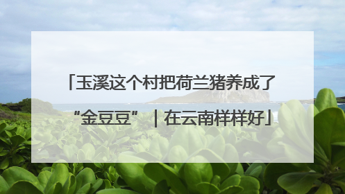 玉溪这个村把荷兰猪养成了“金豆豆”｜在云南样样好