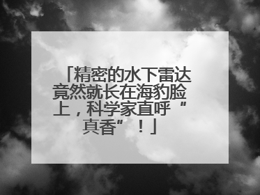 精密的水下雷达竟然就长在海豹脸上，科学家直呼“真香”！