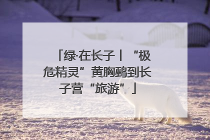 绿·在长子丨“极危精灵”黄胸鹀到长子营“旅游”