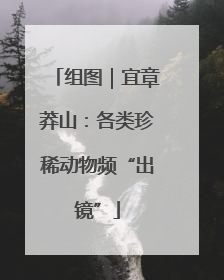 组图｜宜章莽山：各类珍稀动物频“出镜”