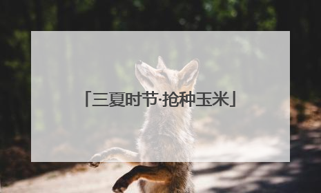 三夏时节·抢种玉米