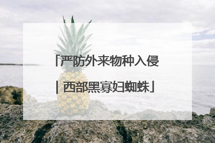 严防外来物种入侵｜西部黑寡妇蜘蛛