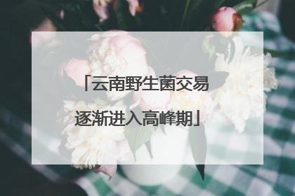 云南野生菌交易逐渐进入高峰期