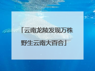 云南龙陵发现万株野生云南大百合