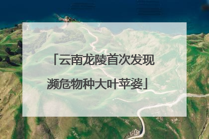 云南龙陵首次发现濒危物种大叶苹婆