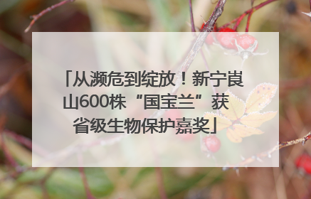 从濒危到绽放！新宁崀山600株“国宝兰”获省级生物保护嘉奖
