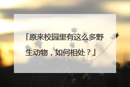 原来校园里有这么多野生动物，如何相处？