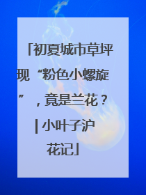 初夏城市草坪现“粉色小螺旋”，竟是兰花？ | 小叶子沪花记
