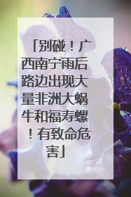 别碰！广西南宁雨后路边出现大量非洲大蜗牛和福寿螺！有致命危害