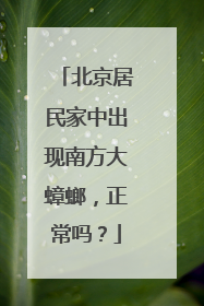 北京居民家中出现南方大蟑螂，正常吗？