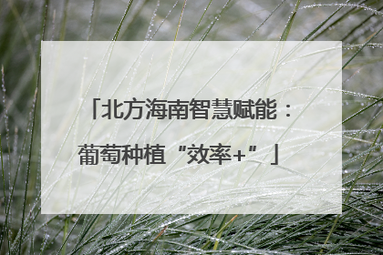 北方海南智慧赋能：葡萄种植“效率+”