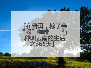 在普洱，粽子会“喝”咖啡——有一种叫云南的生活之365天