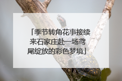 季节转角花事接续 来石家庄赴一场鸢尾绽放的彩色梦境