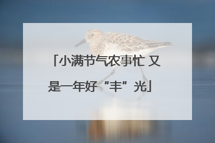 小满节气农事忙 又是一年好“丰”光