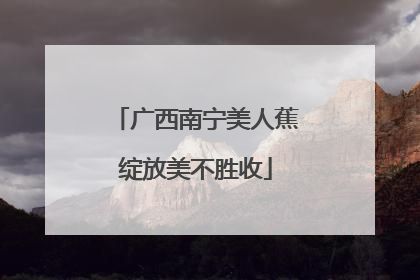 广西南宁美人蕉绽放美不胜收