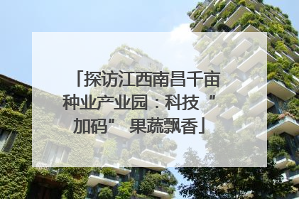 探访江西南昌千亩种业产业园：科技“加码” 果蔬飘香