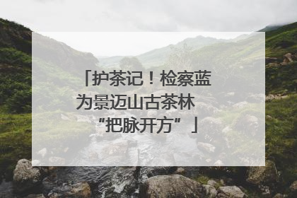 护茶记！检察蓝为景迈山古茶林 “把脉开方”