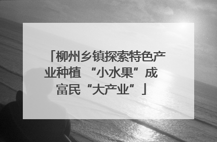 柳州乡镇探索特色产业种植 “小水果”成富民“大产业”