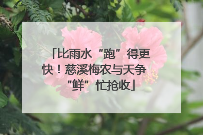 比雨水“跑”得更快！慈溪梅农与天争“鲜”忙抢收