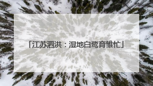 江苏泗洪：湿地白鹭育雏忙