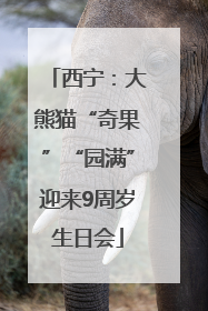 西宁：大熊猫“奇果”“园满”迎来9周岁生日会