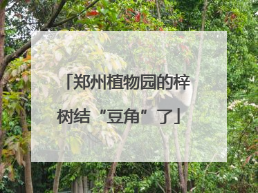 郑州植物园的梓树结“豆角”了