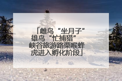 雌鸟“坐月子”雄鸟“忙捕猎” 峡谷旅游路栗喉蜂虎进入孵化阶段