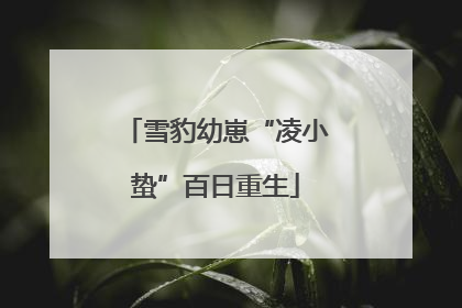 雪豹幼崽“凌小蛰”百日重生